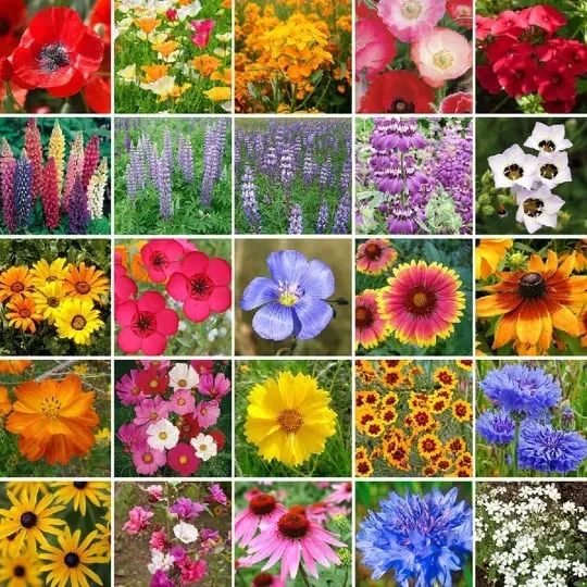 🌼 Vadvirágmagok - színes keverék, könnyen termeszthető a kertben és az udvaron 🌱 Több mint 10 000 csomag mag eladva 🏆🏆🏆