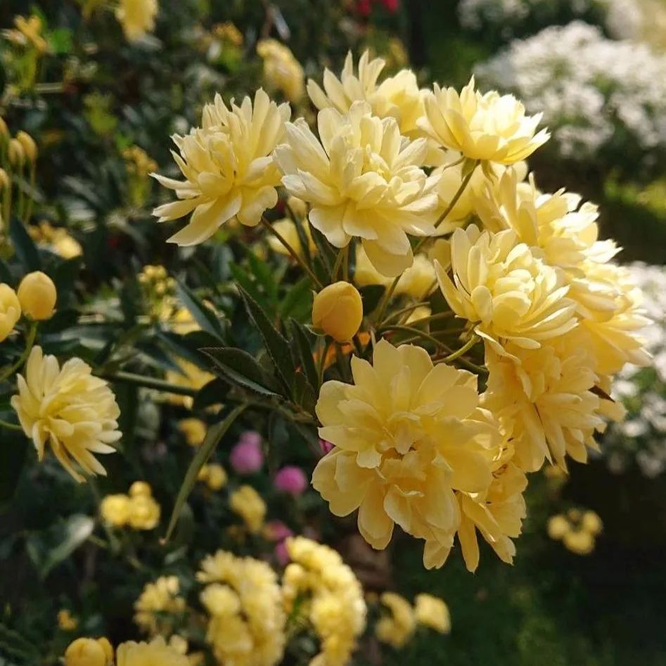 💛Sárga banksia rózsa kúszónövény —— Lenyűgöző virágfalakat hozhat létre, könnyen termeszthető cserepekben, udvarokban és erkélyeken.