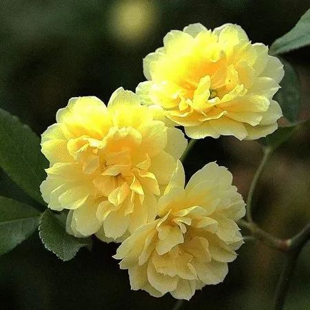 💛Sárga banksia rózsa kúszónövény —— Lenyűgöző virágfalakat hozhat létre, könnyen termeszthető cserepekben, udvarokban és erkélyeken.