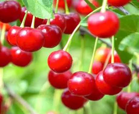 🍒 Cseresznyefák termesztése – Prémium magok kertbe, farmra és nagy cserepekbe