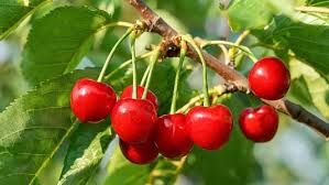 🍒 Cseresznyefák termesztése – Prémium magok kertbe, farmra és nagy cserepekbe
