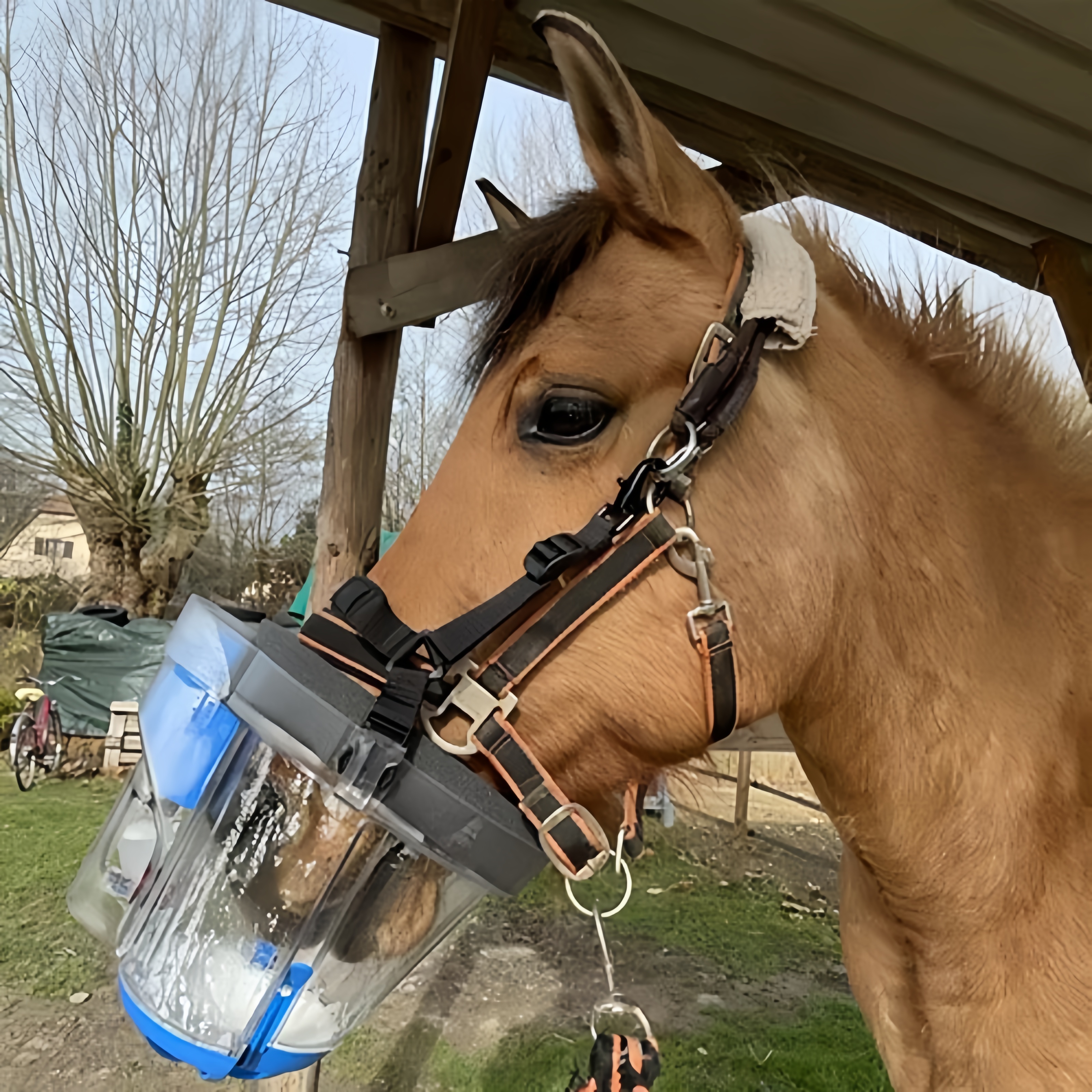 Horse in an outdoor paddock with the nebulizer container attached