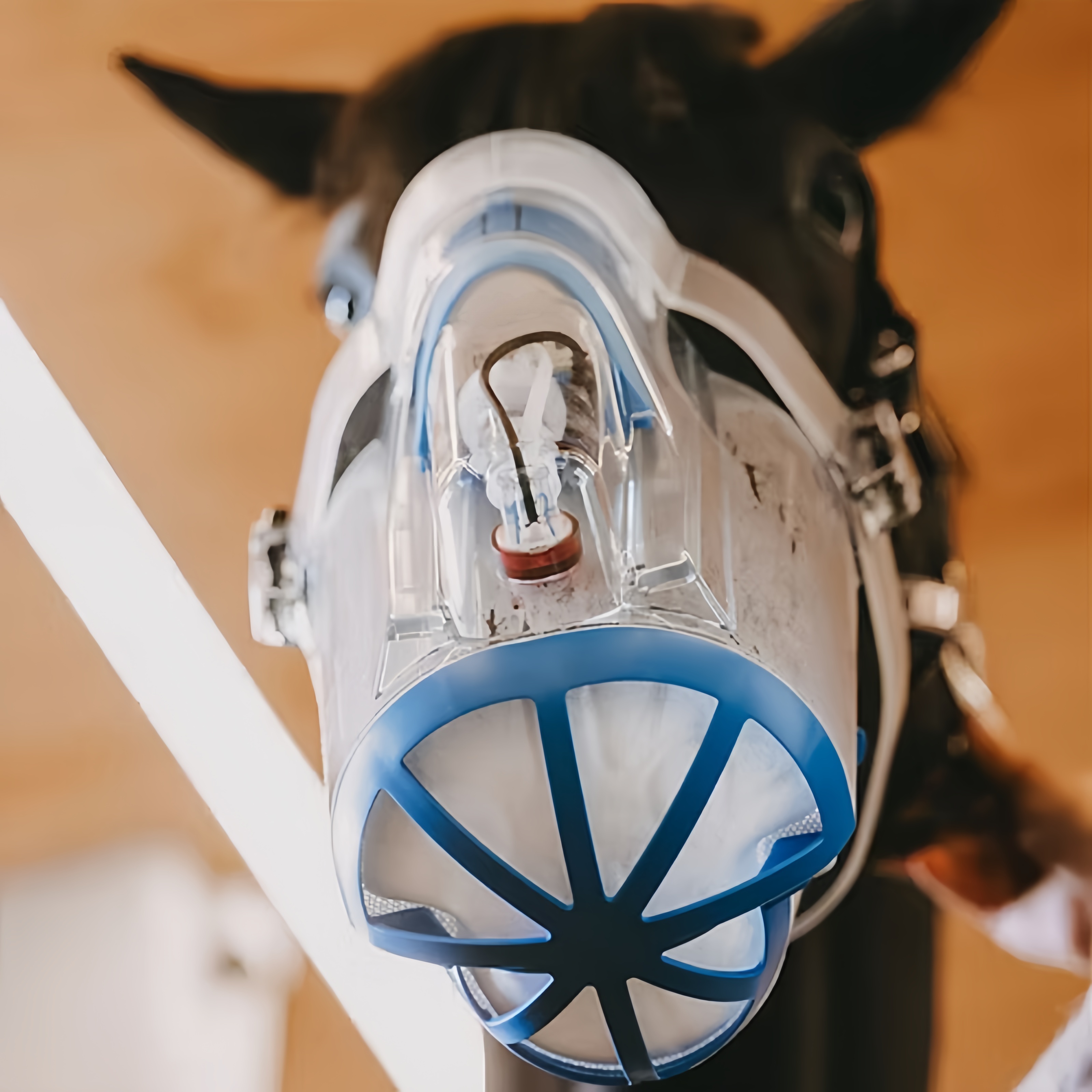 Close-up of a horse wearing the clear nebulizer mask indoors