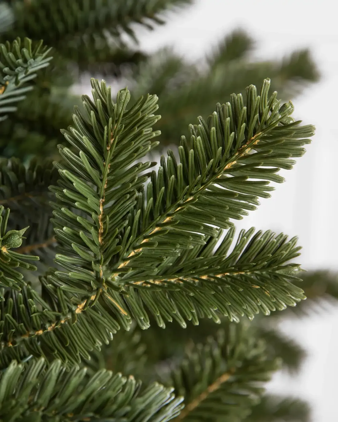 Close-up of realistic green Christmas tree branches