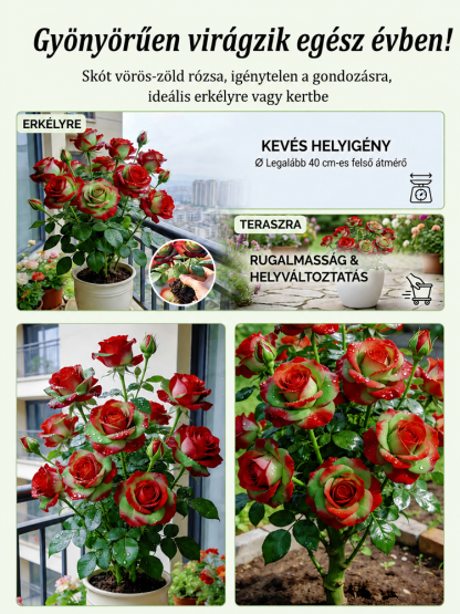 🌹Skót piros-zöld rózsatő | 80% Akció + Utánvét, 14 Napos Próba