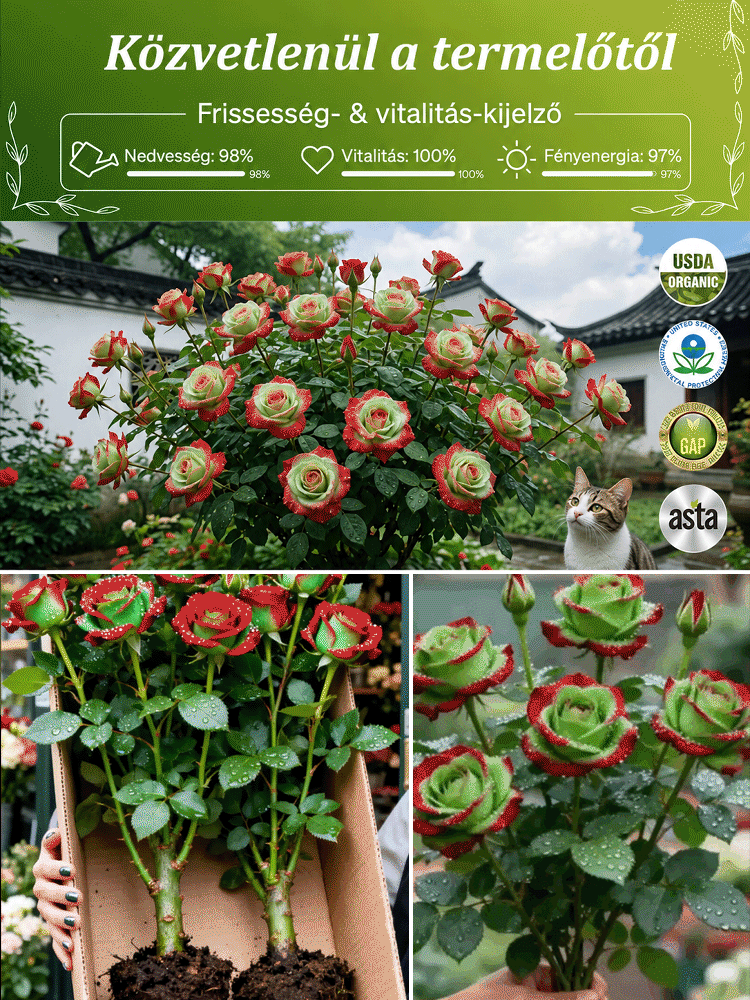 🌹Skót piros-zöld rózsatő | 80% Akció + Utánvét, 14 Napos Próba