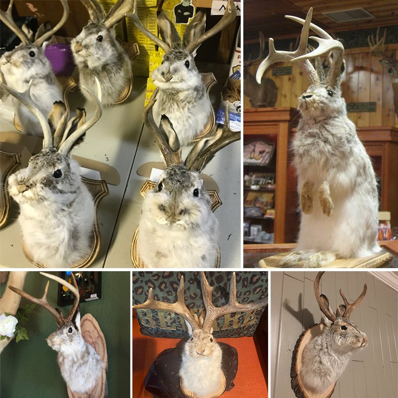 Cute Jackalope🐰