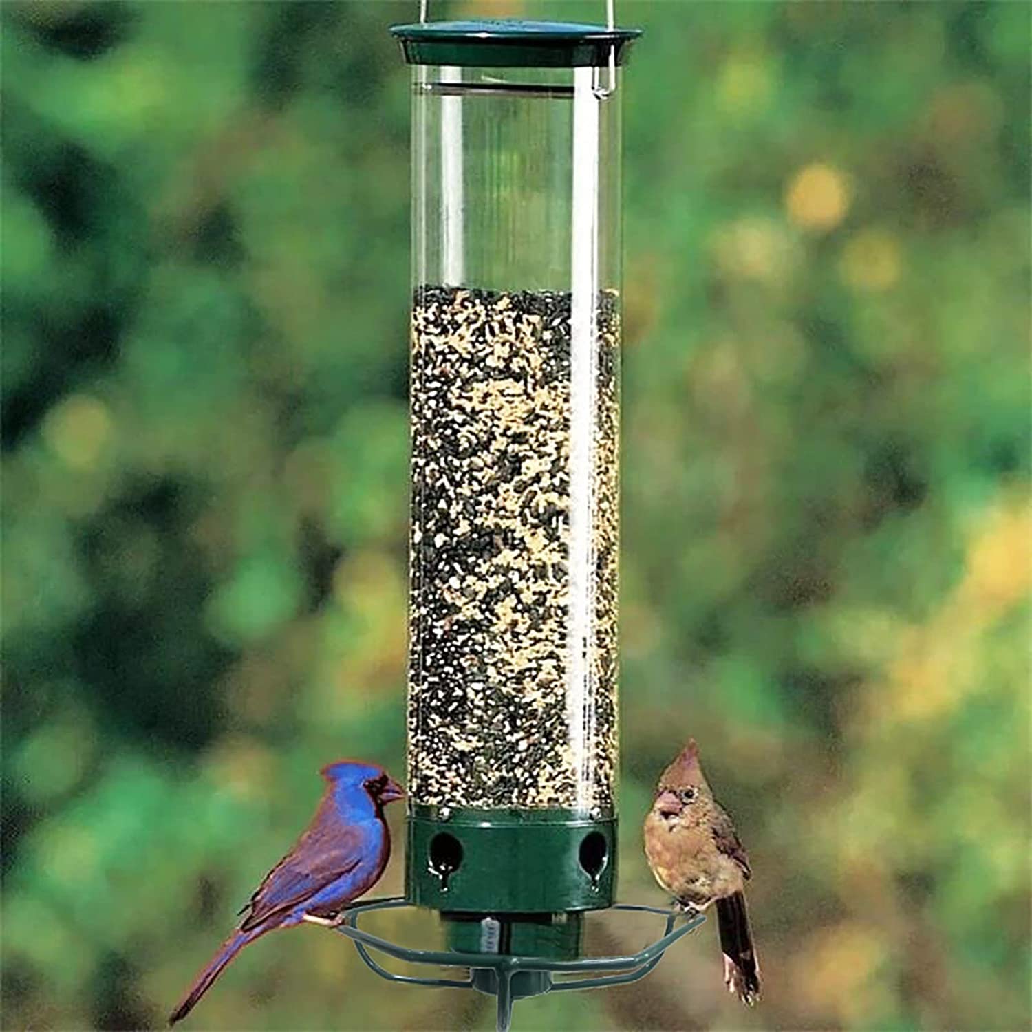 (🔥Last Day Promotion 50% OFF🔥)Squirrel-Proof Bird Feeder(Buy 2 Get Extra 10% OFF Now)