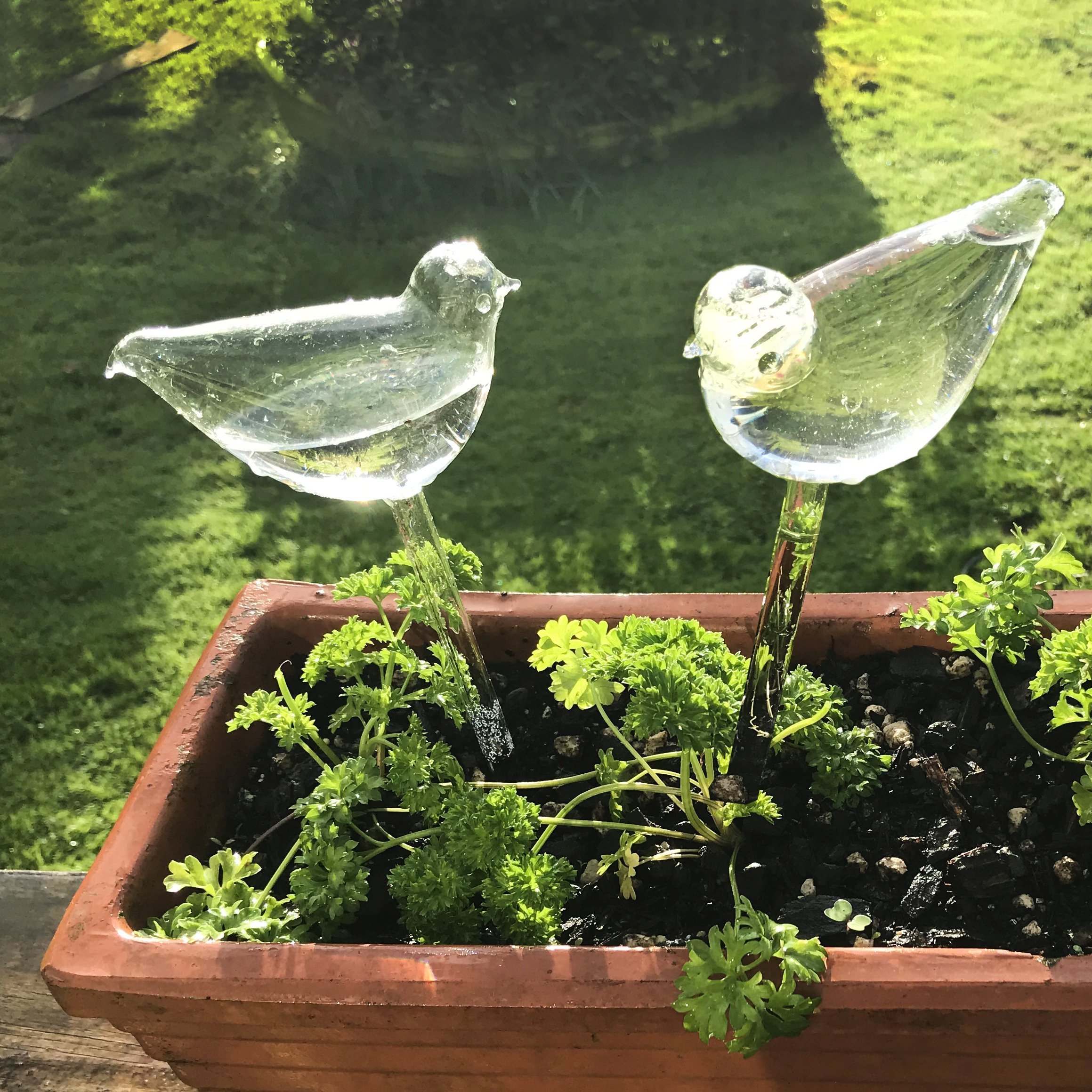 (Last Day Flash Sale-50% OFF)Self-Watering Plant Glass Bulbs