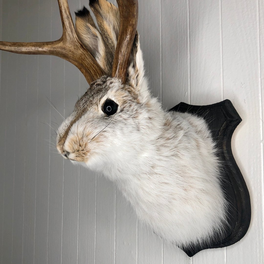 Cute Jackalope🐰