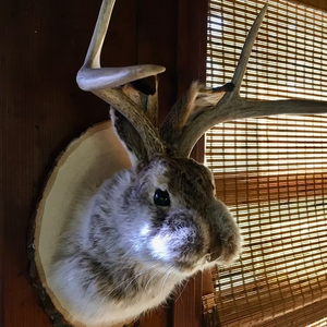 Cute Jackalope🐰