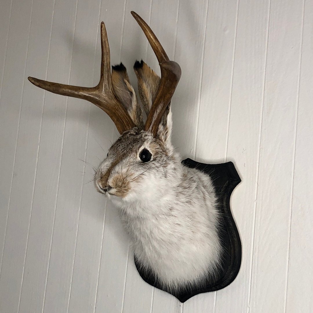 Cute Jackalope🐰