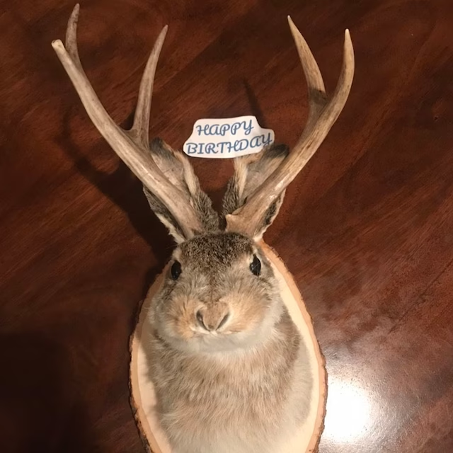 Cute Jackalope🐰