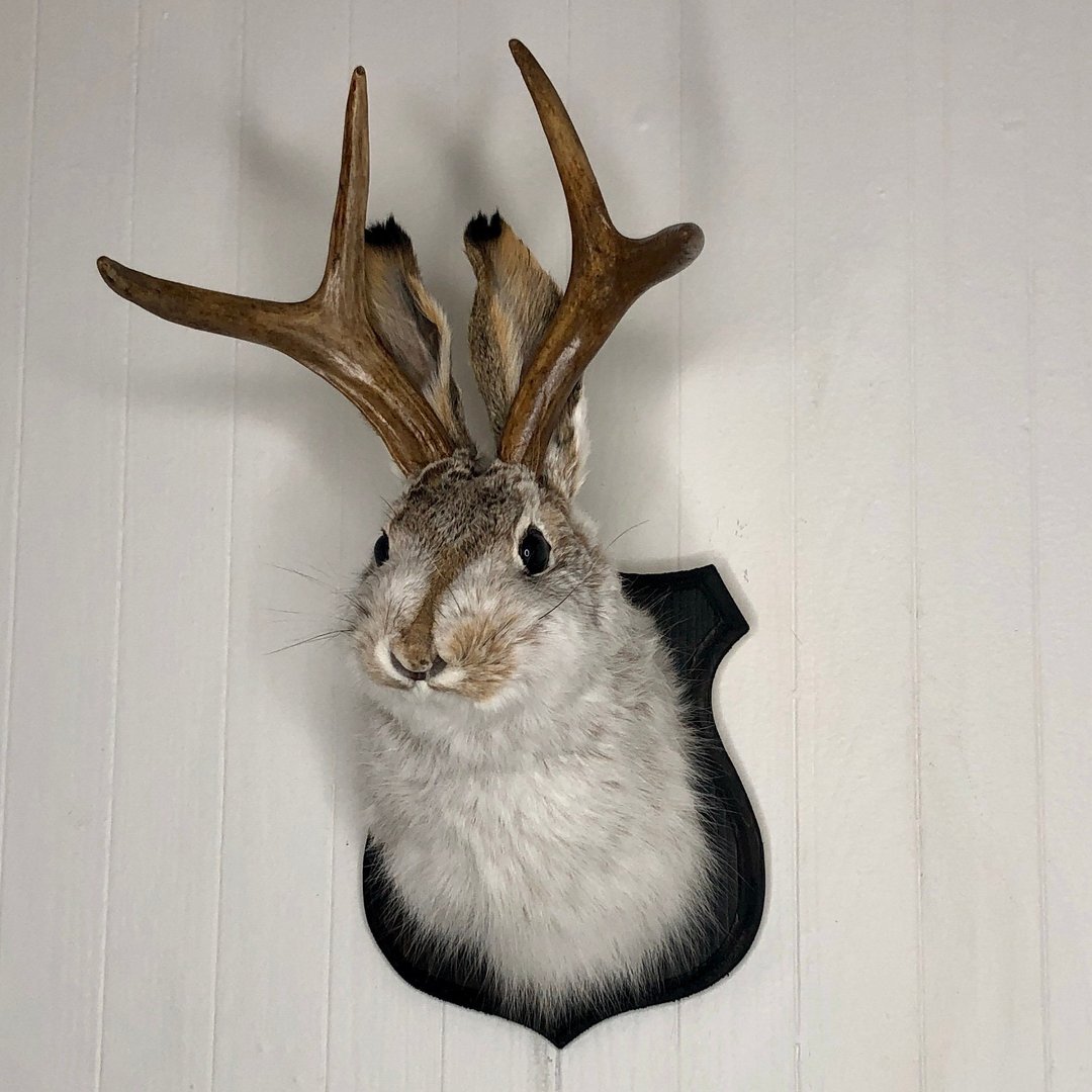 Cute Jackalope🐰