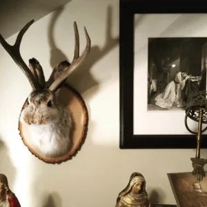 Cute Jackalope🐰