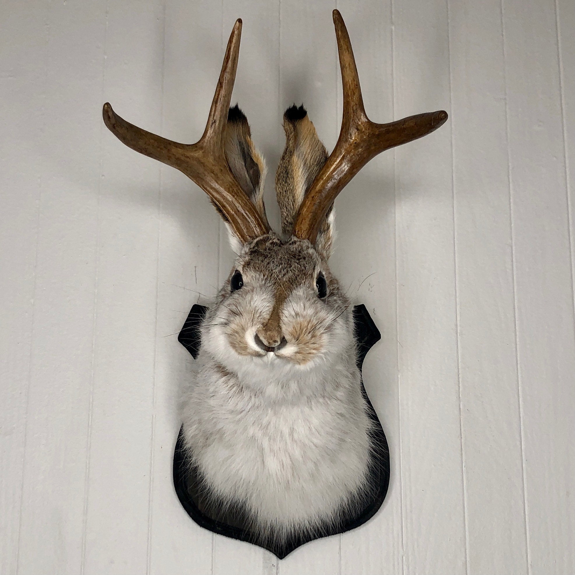 Cute Jackalope🐰