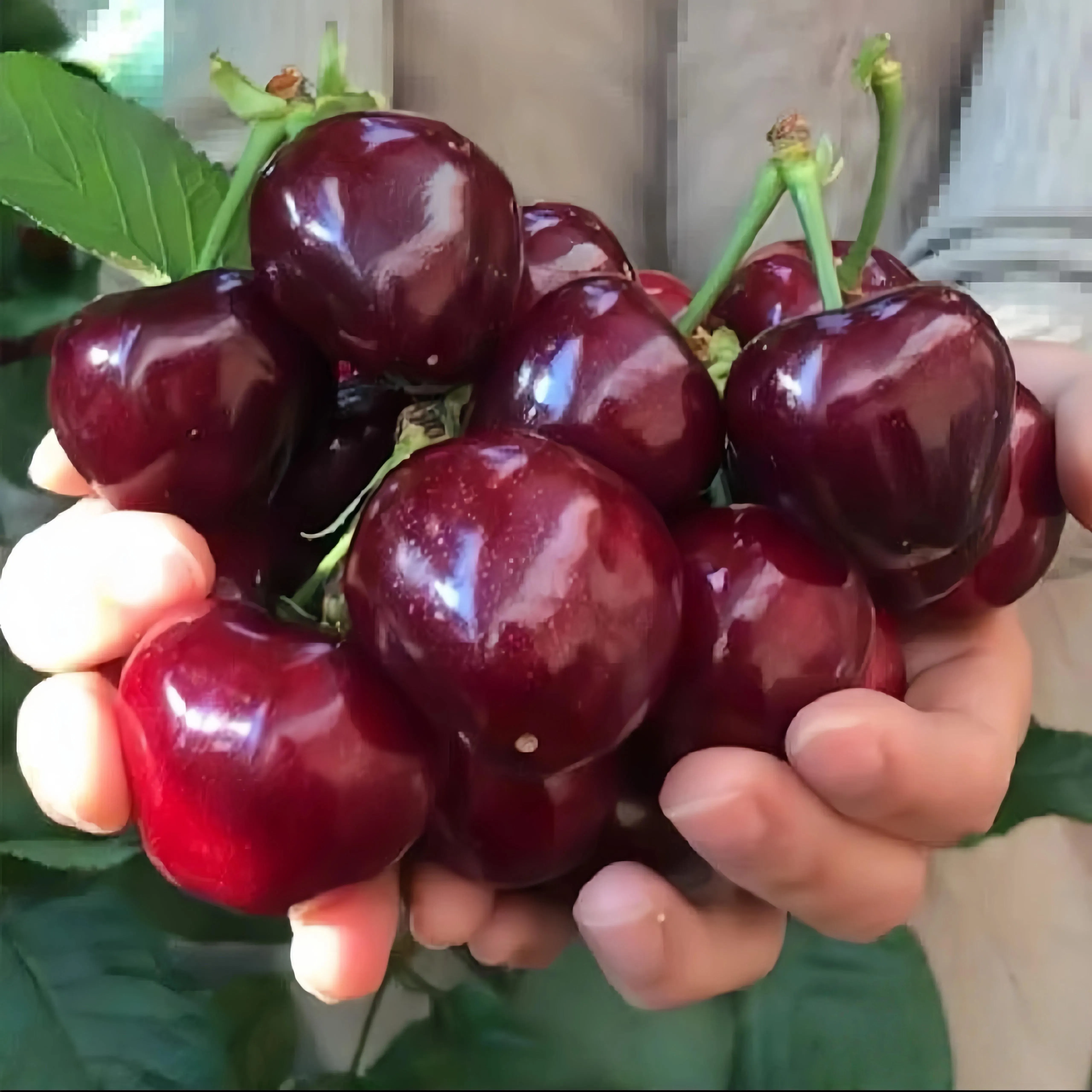 Sweet Cherry Tree Seedling – Grafted & True to Type, Cold Hardy Perennial for Patio & Garden, Live Potted Plant