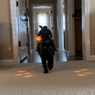 Tiny Rider, Big Entrance