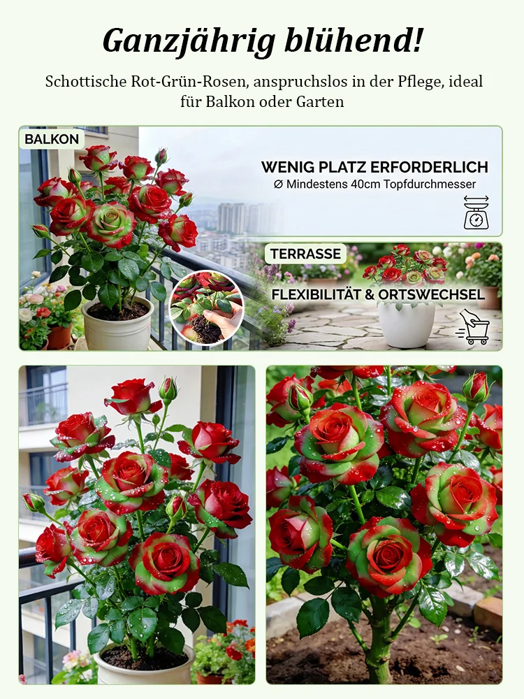 Schottische Rot-Grün-Rosenpflanze Samen