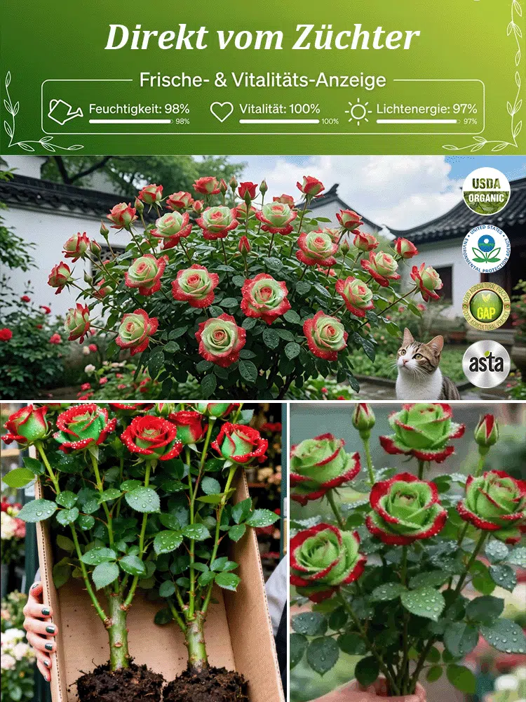 Schottische Rot-Grün-Rosenpflanze Samen