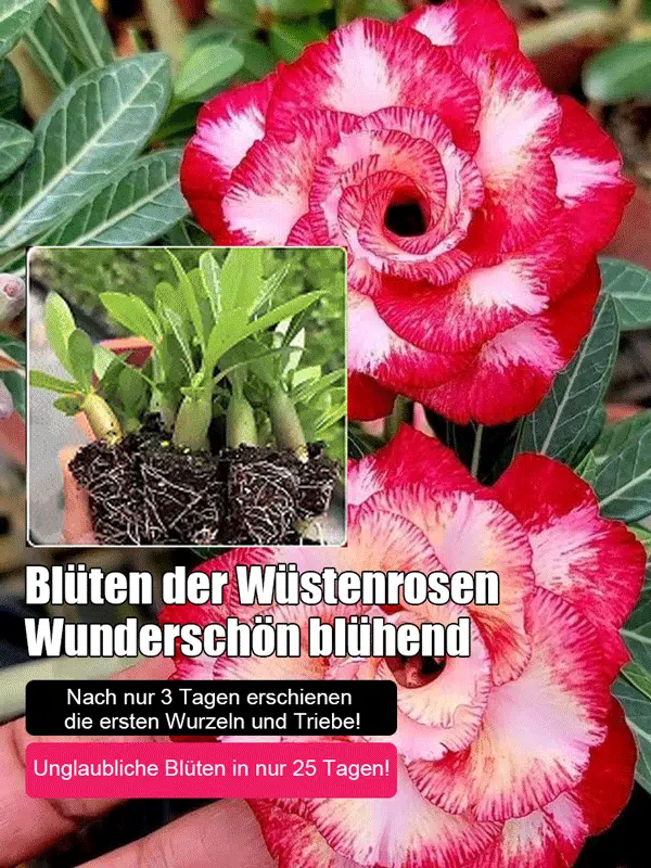 【Mit Wasser gedeiht es 100 Jahre】Wüstenrosen-Zwiebelblume Samen