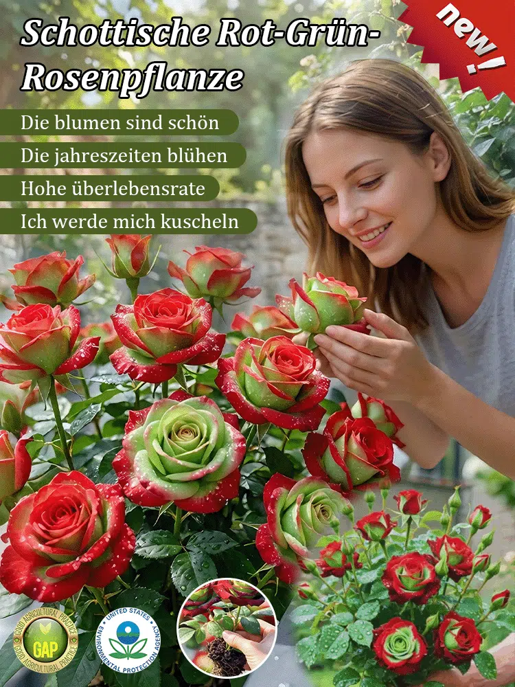 Schottische Rot-Grün-Rosenpflanze Samen
