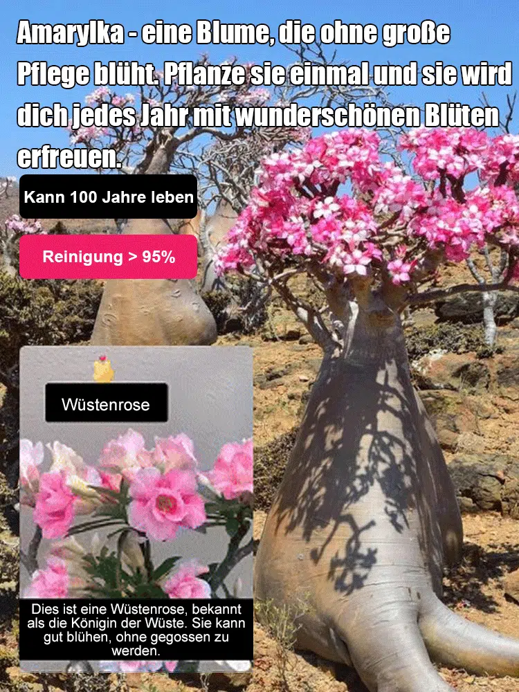 【Mit Wasser gedeiht es 100 Jahre】Wüstenrosen-Zwiebelblume Samen