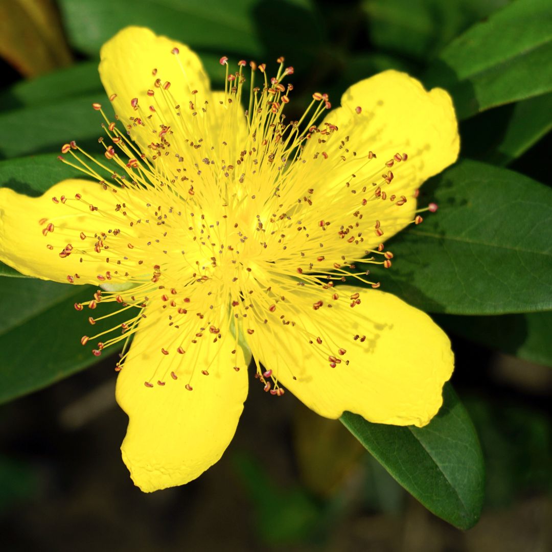 St. John’s Wort (Hypericum perforatum)