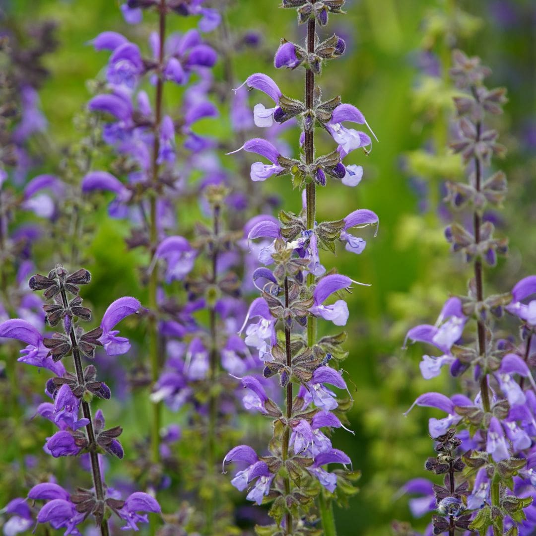 Sage (Salvia officinalis)