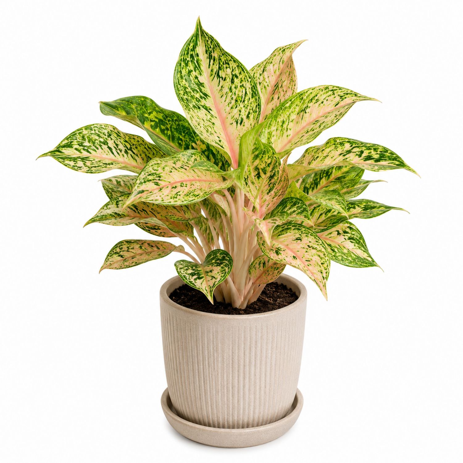 Aglaonema Zimmerpflanze im Keramiktopf - Grün/Rosa, 15x45 cm-Aurenlix