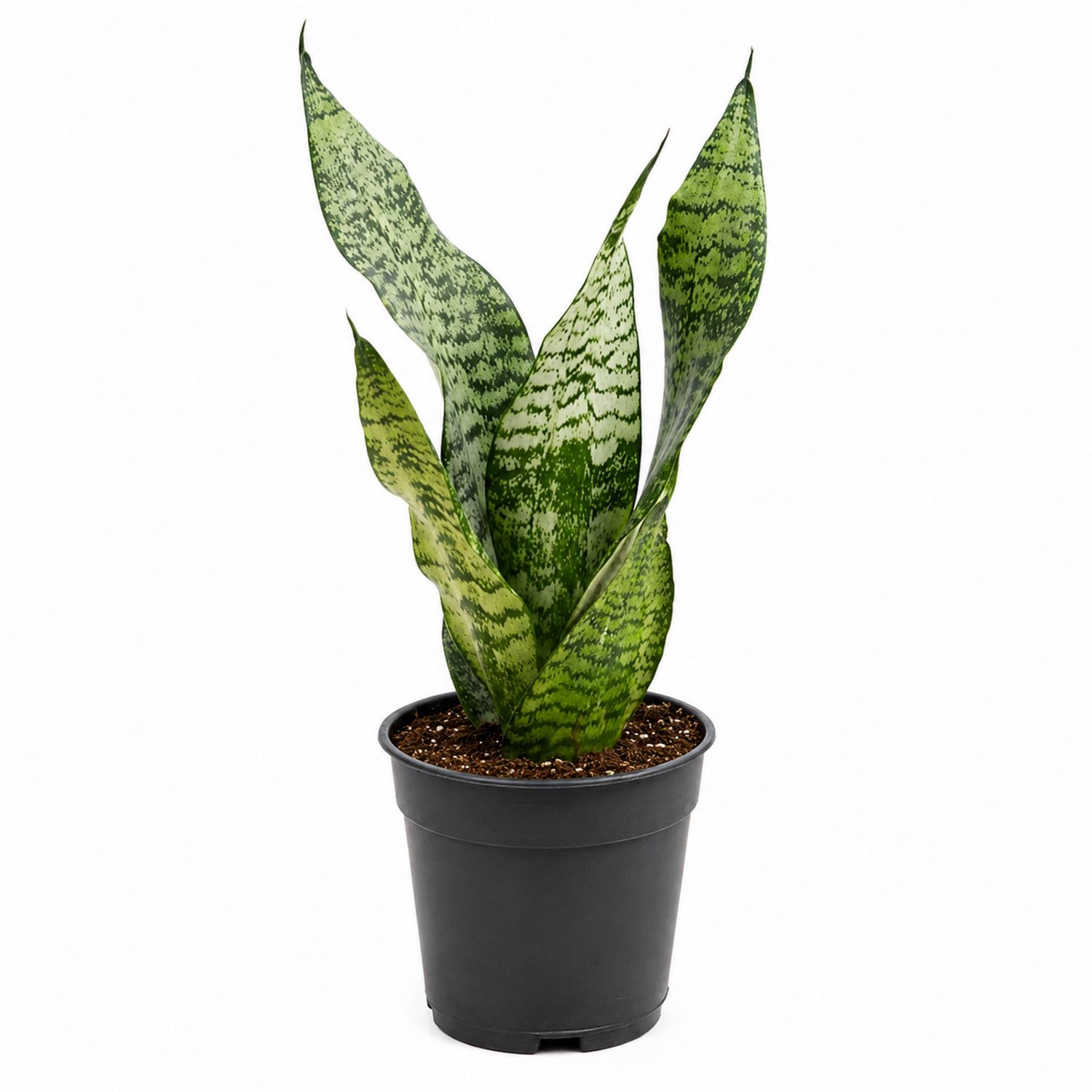 Sansevieria Zimmerpflanze Grün 45 cm mit Kunststofftopf-Aurenlix