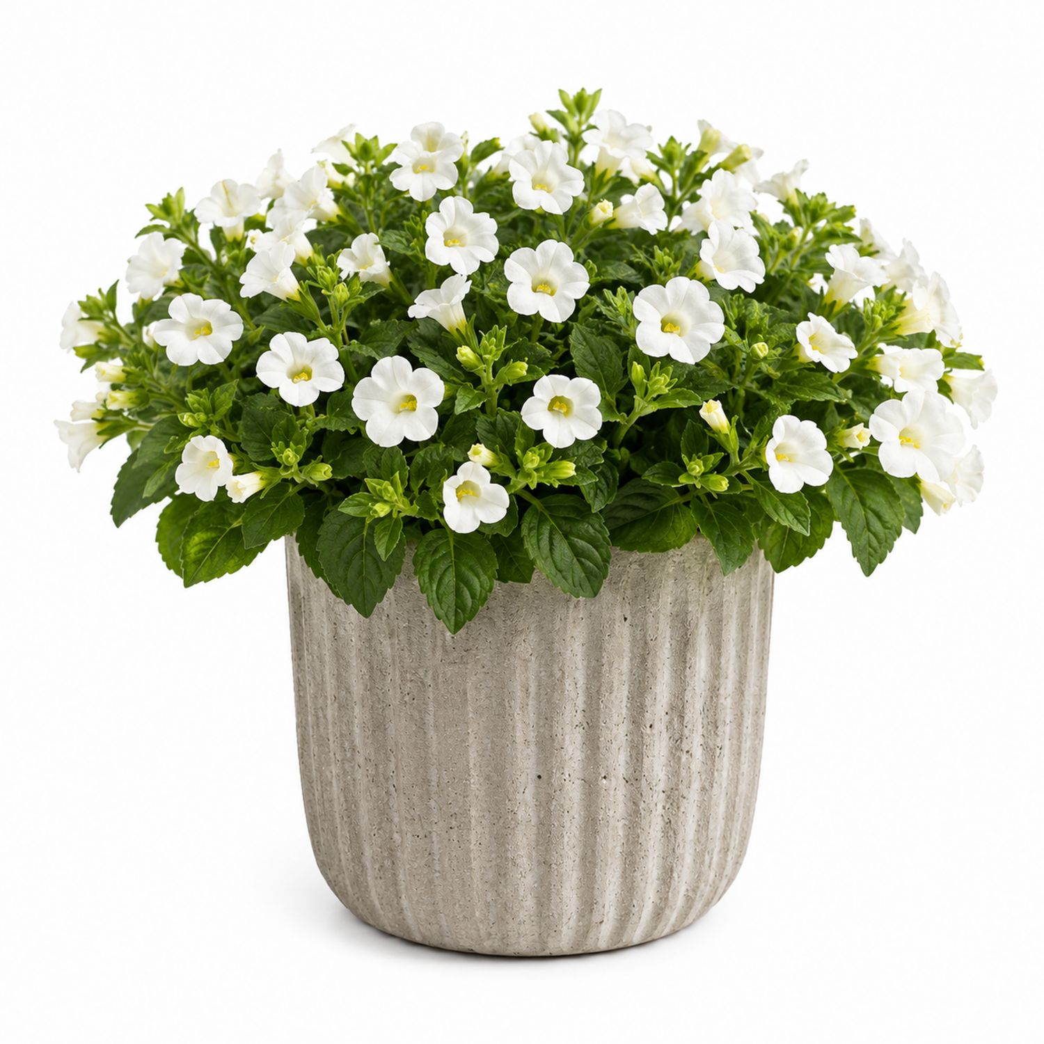 Bacopa-Pflanze mit weißen Blüten in geriffeltem Beton-Topf-Aurenlix