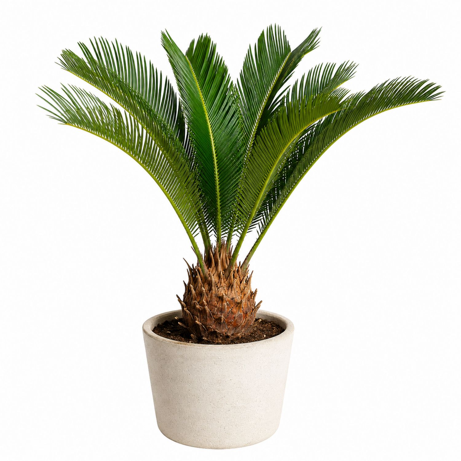 Cycas revoluta Palmfarn im Topf, Grün, 60 cm-Aurenlix