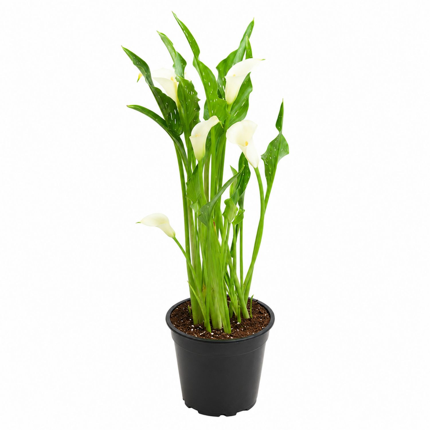 Elegante Zimmerpflanze Zantedeschia mit weißen Blüten-Aurenlix