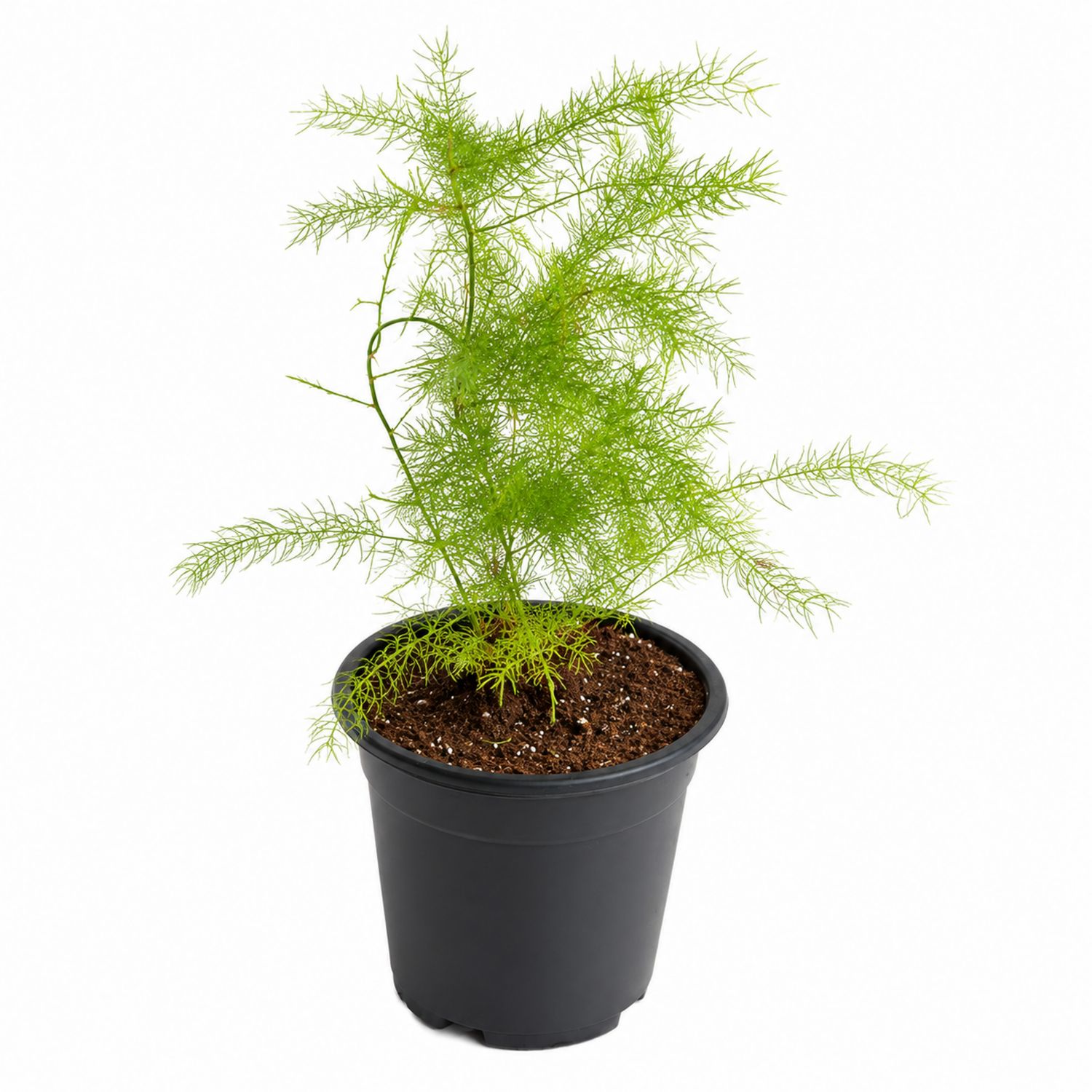 Asparagus Farn im schwarzen Topf 25cm-Aurenlix