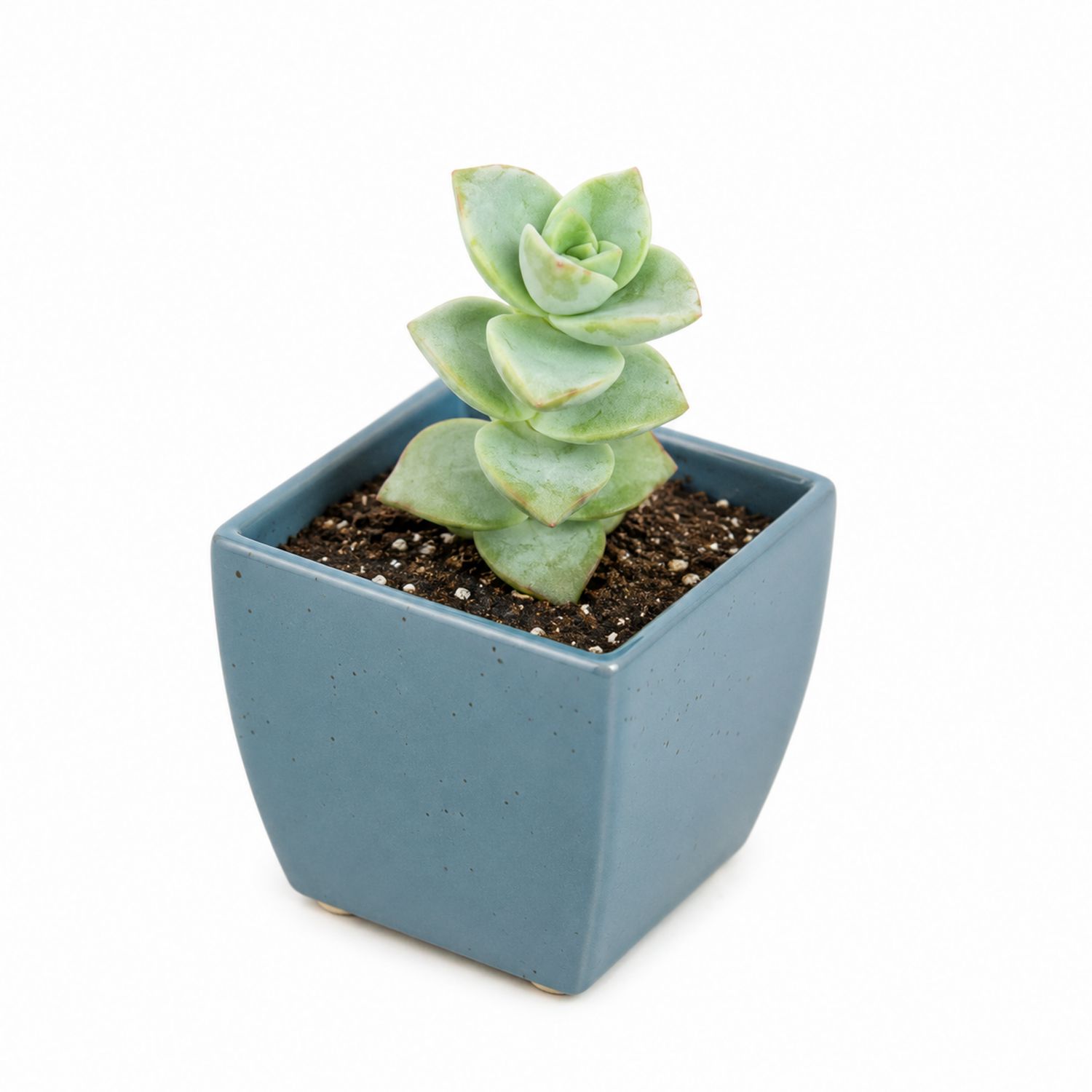 Echeveria Sukkulente im Blauen Keramiktopf-Aurenlix