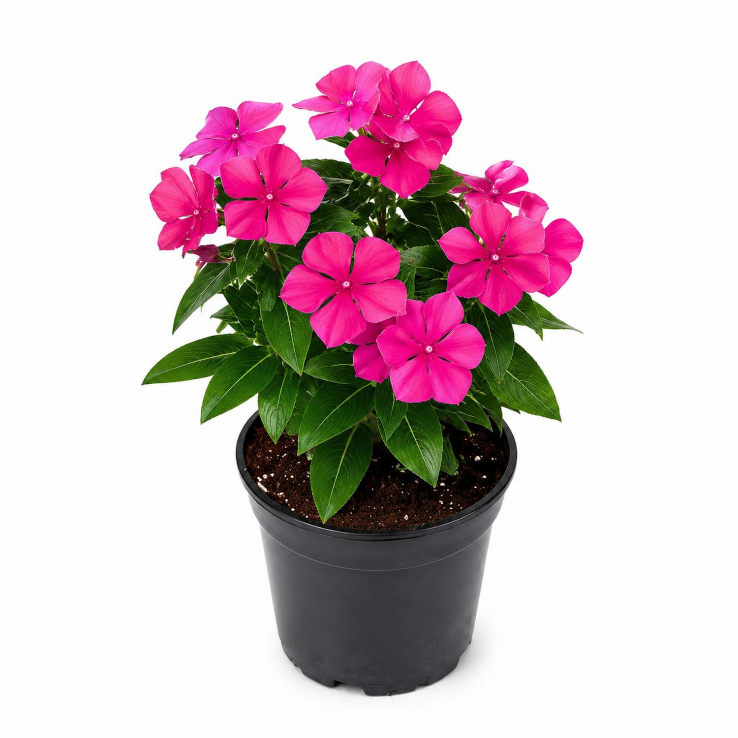 Rosa Vinca Zimmerpflanze im Kunststofftopf-Aurenlix