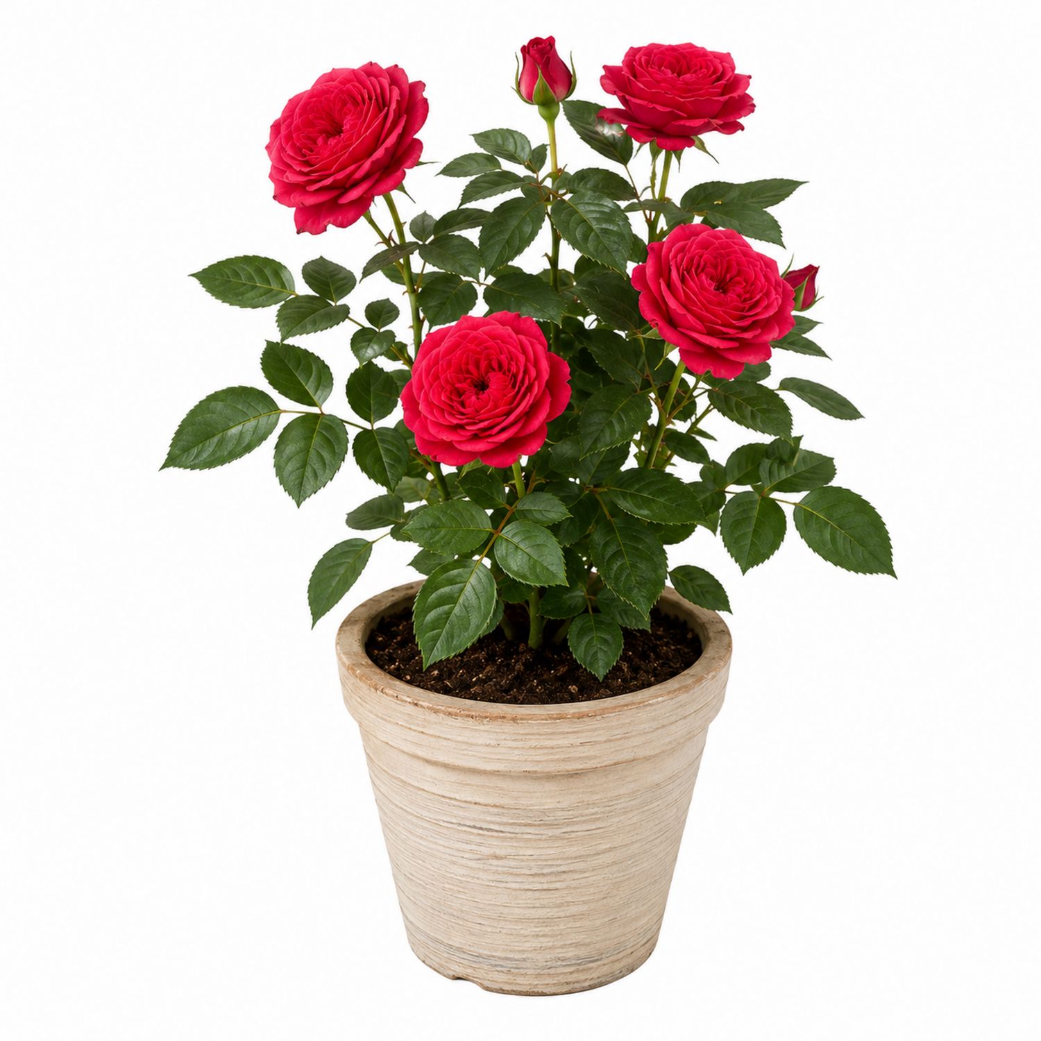 Leuchtend rote Topfrose im Terrakotta-Topf, 30 cm-Aurenlix