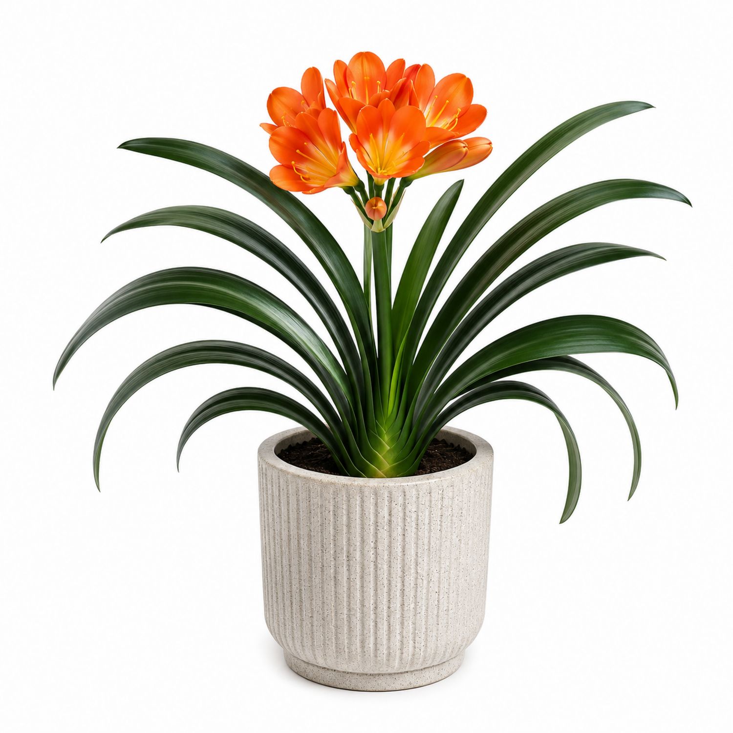 Künstliche Clivia im Keramiktopf, Orange/Grün, 20x40 cm-Aurenlix