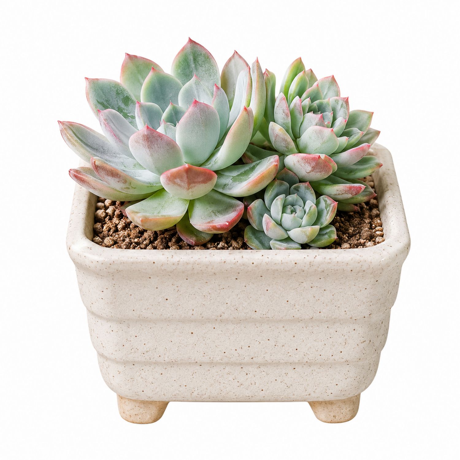 Dekorative Sukkulenten im Keramikpflanzgefäß - Echeveria-Aurenlix