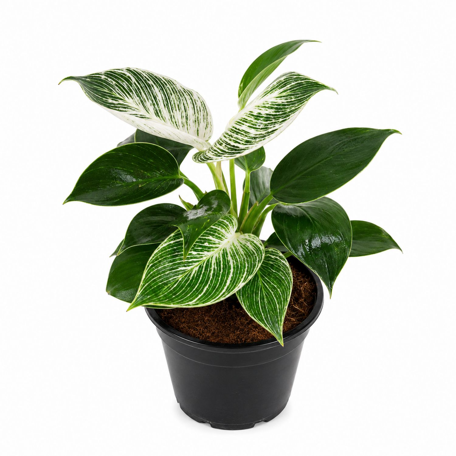 Philodendron 'Birkin' Zimmerpflanze, Weiß-Grün, 15 cm Topf-Aurenlix