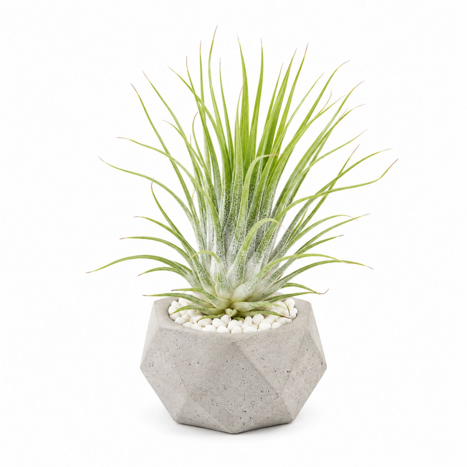 Tillandsia Luftpflanze in geometrischem Betonbehälter, grün-Aurenlix