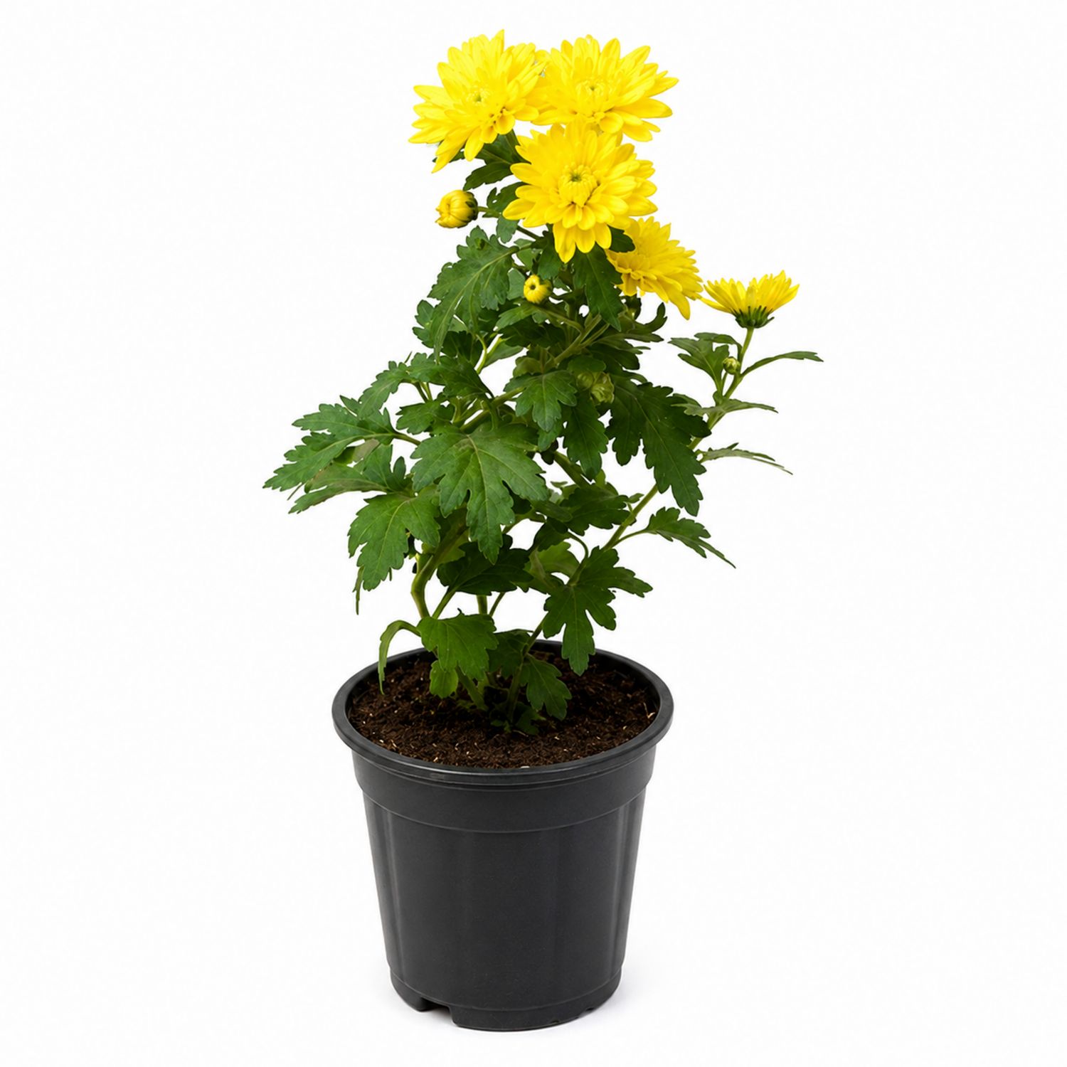 Chrysantheme im Topf Gelb - Zimmerpflanze-Aurenlix