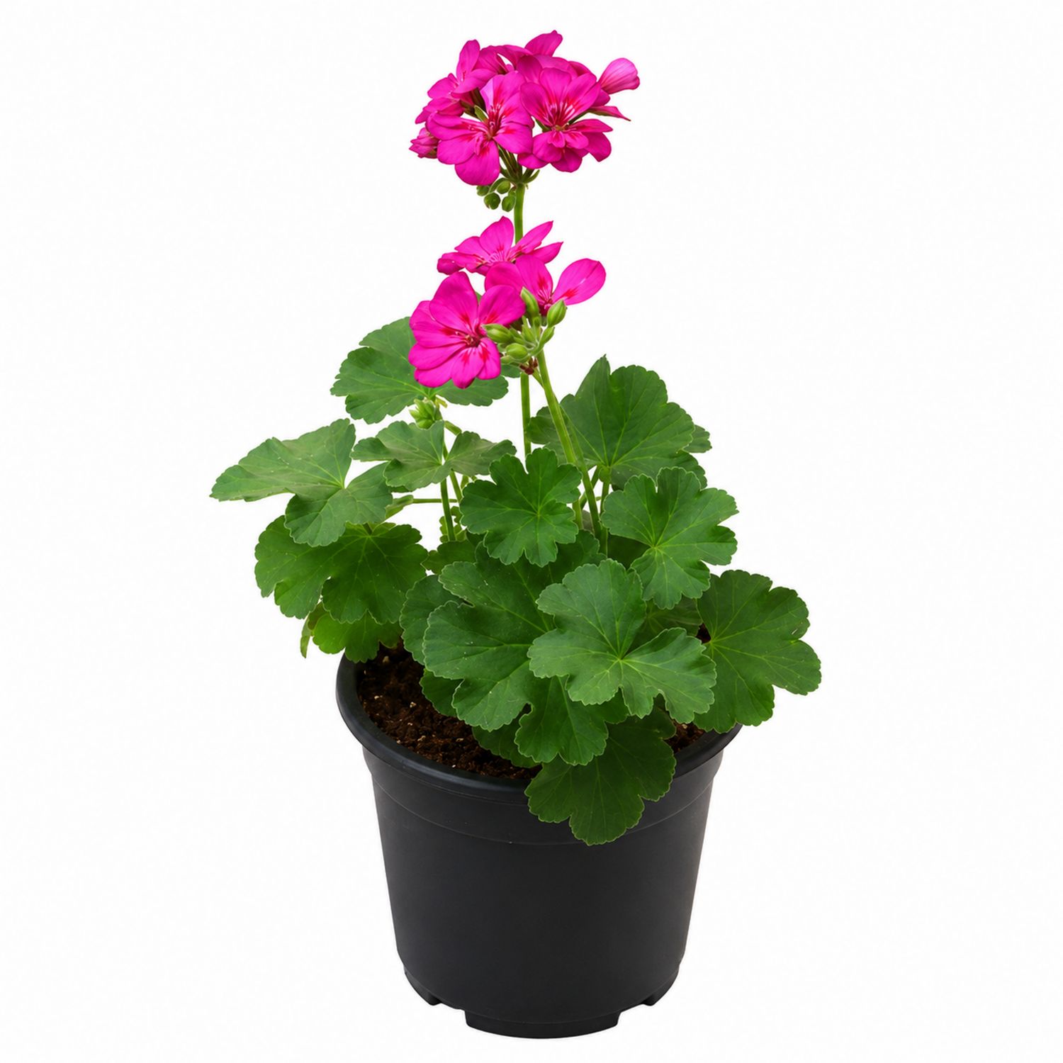 Pelargonie im Topf mit rosa Blüten-Aurenlix