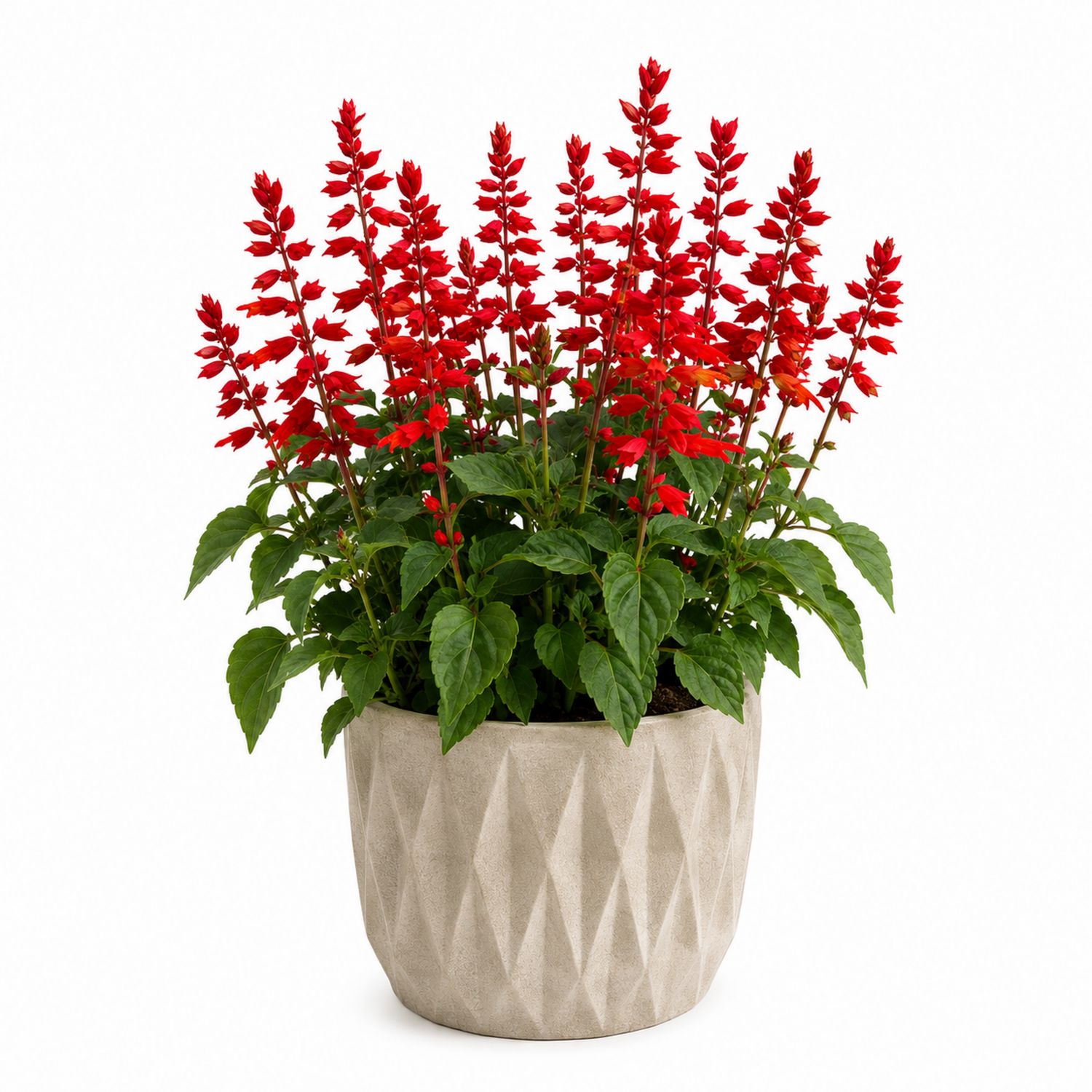 Salvia Splendens Zimmerpflanze mit geometrischem Übertopf-Aurenlix