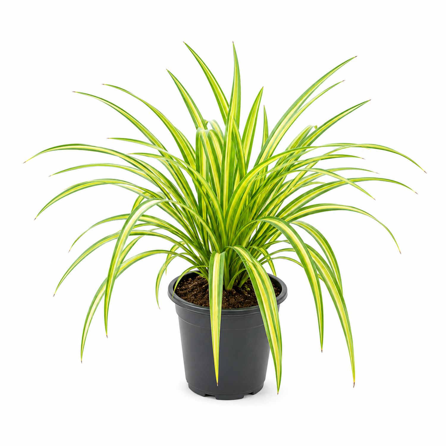 Chlorophytum im Kunststofftopf - Grün/Gelb, 15x45 cm-Aurenlix
