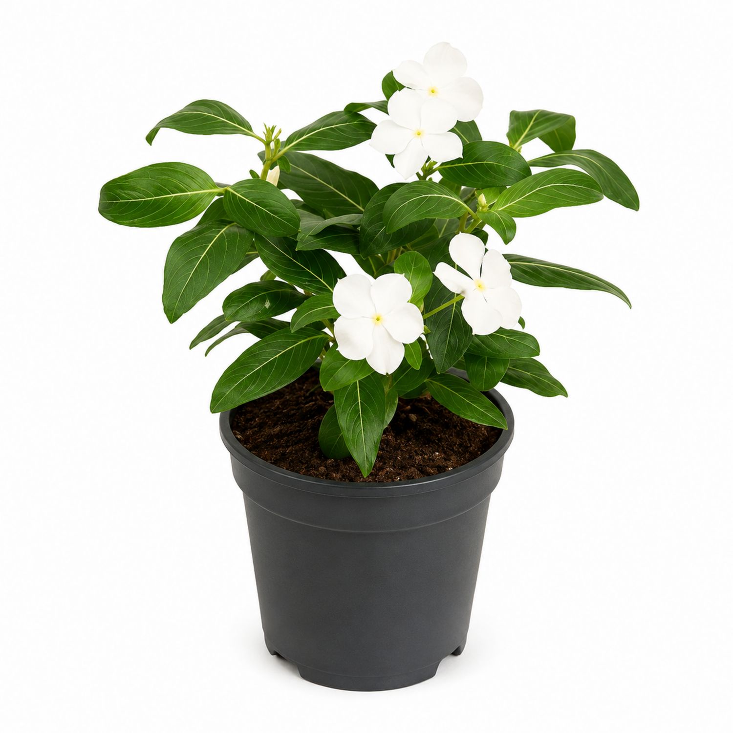 Weiße Impatiens Zimmerpflanze im 20cm Topf-Aurenlix