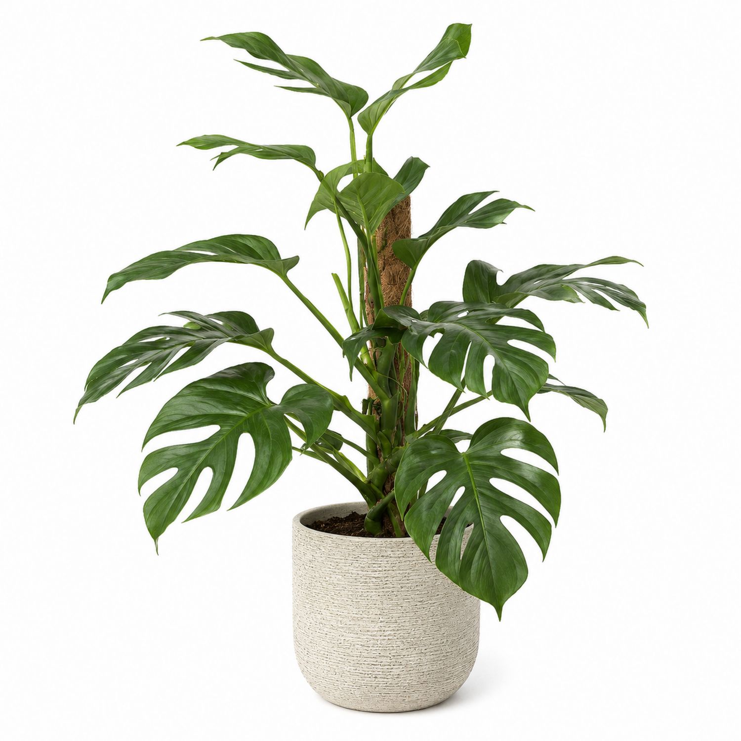 Monstera Pflanze mit Topf Grün 80cm-Aurenlix