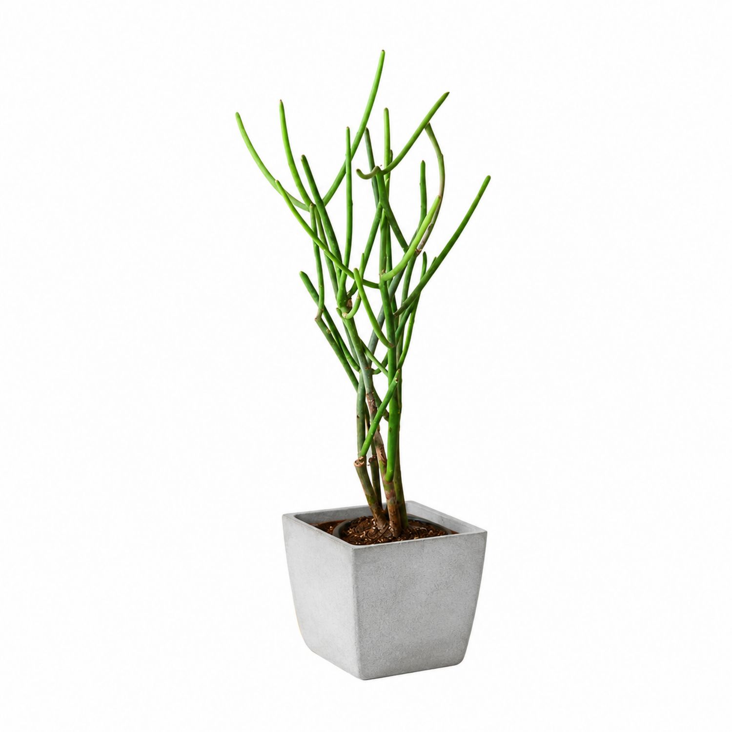 Euphorbia Tirucalli im quadratischen Beton-Topf, Zimmerpflanze-Aurenlix