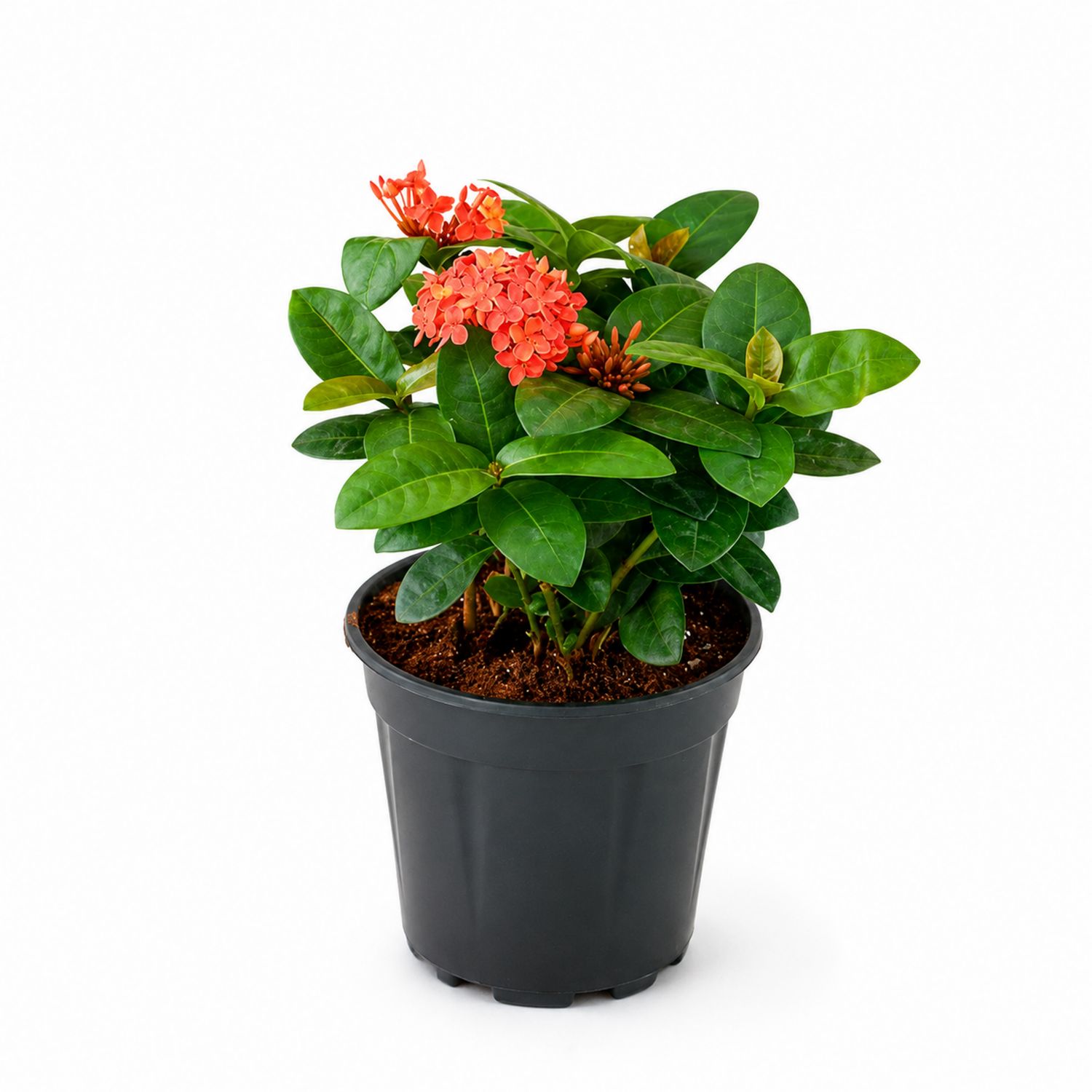 Blühende Ixora-Zimmerpflanze im Kunststofftopf Orange-Aurenlix